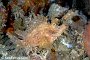 Batu Labang 1 - Weedy Scorpionfish
